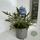 Ceanothus 'Blue Mound' 30-40 cm 5,0L