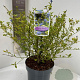Ceanothus El Dorado 30-40 cm 5,0L