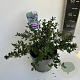 Ceanothus griseus 'Yankee Point' 30-40 cm 5,0L
