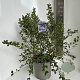 Ceanothus griseus 'Yankee Point' 40-50 cm 10L