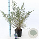 Ceanothus 'Julia Phelps' 30-40 cm 5,0L