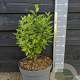 Ceanothus pallidus Marie Rose 40-50 cm 10L