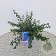 Ceanothus thyrsiflorus repens 25-30 cm 2,5L