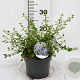Ceanothus thyrsiflorus repens 25-40 cm 3,0L