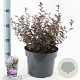 Ceanothus 'Tuxedo' 30-40 cm 5,0L