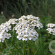 Achillea millefolium GM P13