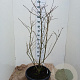 Chionanthus virginicus 125-150 cm 35L solitair