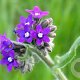 Anchusa officinalis GM P13