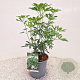 Choisya Green Fingers 35-40 cm 2,5L