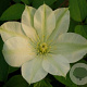 Clematis 'Guernsey Cream' 80 cm rozenpot 2L