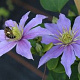 Clematis 'Justa' 80 cm rozenpot 2L