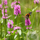 Stachys officinalis GM P13