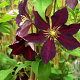 Clematis 'Mikelite' 80 cm rozenpot 2L
