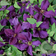 Clematis 'Polish Spirit' 80 cm rozenpot 2L