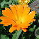 Calendula officinalis GM P13