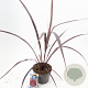 Cordyline Festival Burgundy 30-40 cm 3,0L