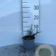 Cotoneaster horizontalis 15-20 cm C1.3