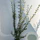 Cotoneaster simonsii 150-175 cm 5,0L