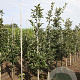 Crataegus lavalleei 'Carrierei' 6-8 HO draadkluit