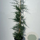 Cupressocyparis leylandii 100-125 cm 5,0L