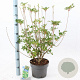 Enkianthus campanulatus 40-50 cm 5,0L