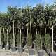 Eriobotrya japonica 6-8 HO 25L