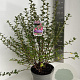 Escallonia 'Donard Radiance' 50-60 cm 5,0L