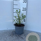 Escallonia 'Donard Seedling' 15-20 cm C1.3