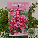 Escallonia 'Red Dream' 25-30 cm 2,5L