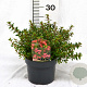 Escallonia 'Red Dream' 25-30 cm 3,0L