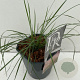 Muhlenbergia capillaris 30-40 cm 3,0L