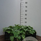 Phlomis russeliana GM P13