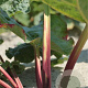 Rheum rhabarbarum GM P13