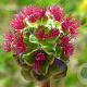Sanguisorba minor GM P13