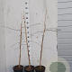 Ginkgo biloba 60-80 cm 4,0L gebonden