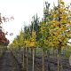 Ginkgo biloba 8-10 HO draadkluit