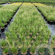 Stipa tenuissima 'Ponytails' 30-40 cm 2,5L