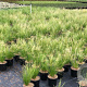 Stipa tenuissima 'Ponytails' 30-40 cm 2,5L