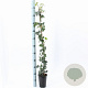 Hedera hibernica 80-100 cm rozenpot 2L