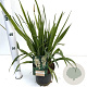 Yucca filamentosa 30-40 cm 2,5L