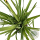 Yucca filamentosa 30-40 cm 2,5L
