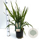 Yucca filamentosa 30-40 cm 2,5L