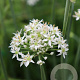 Allium tuberosum GM P13