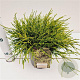 Chamaecyparis p. 'Sungold' 20-30 cm 2,5L