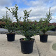 Ilex crenata 'Convexa' 30-40 cm 3,0L