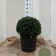 Ilex crenata 'Convexa' 40-45 cm 20L bol