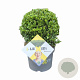 Ilex crenata Dark Green 20 cm op rozenpot 3L bol potgekweekt