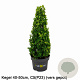 Ilex crenata Dark Green 40-50 cm 5,0L kegel versgepot