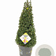 Ilex crenata Dark Green 70-80 cm 10L kegel versgepot