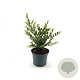 Ilex crenata 'Green Hedge' 20-25 cm 2,0L